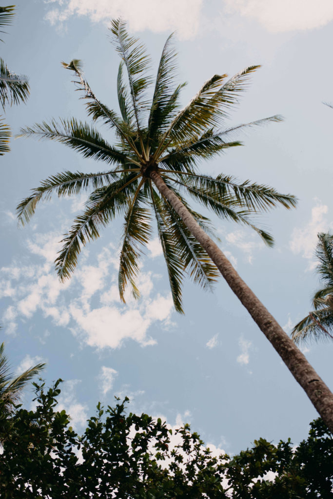 Palmier vue du dessous