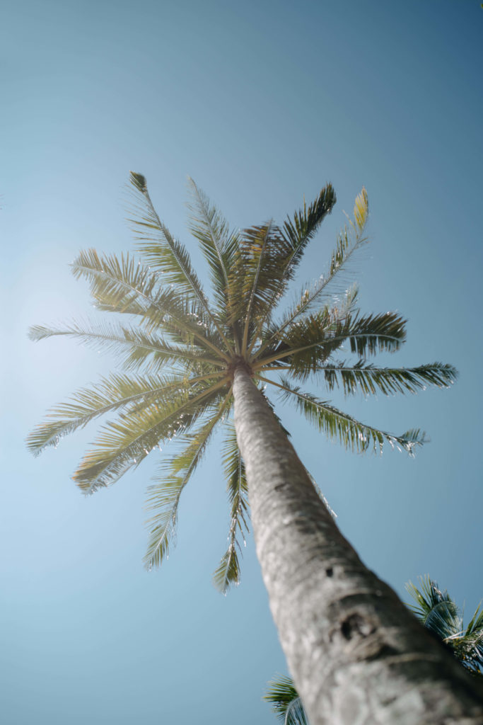 Palmier vu du dessous