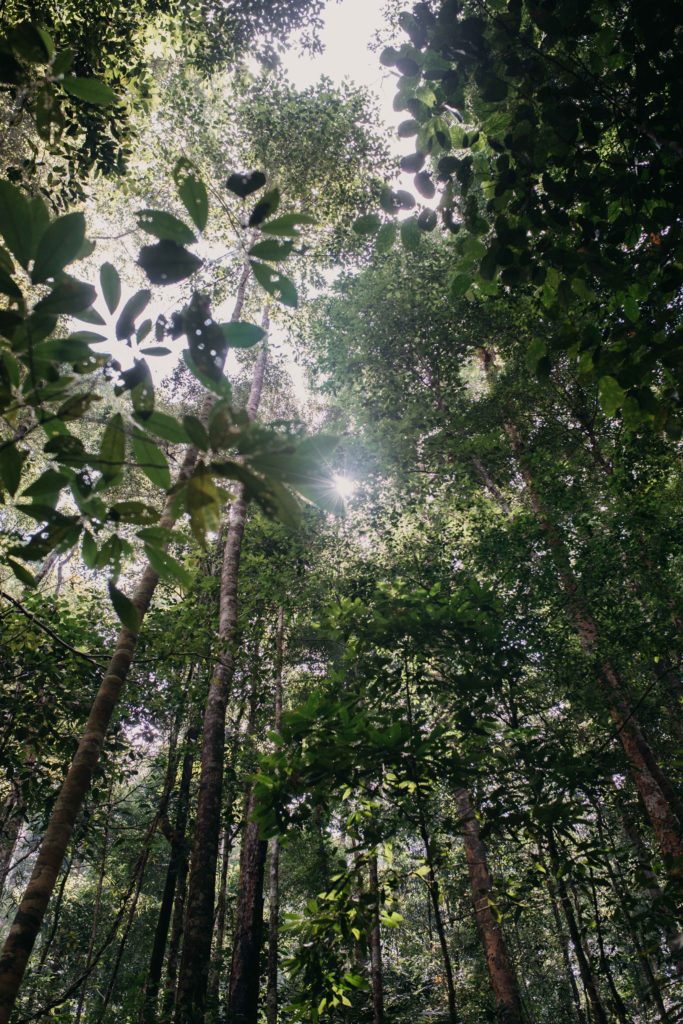 Dans la foret en Thailande