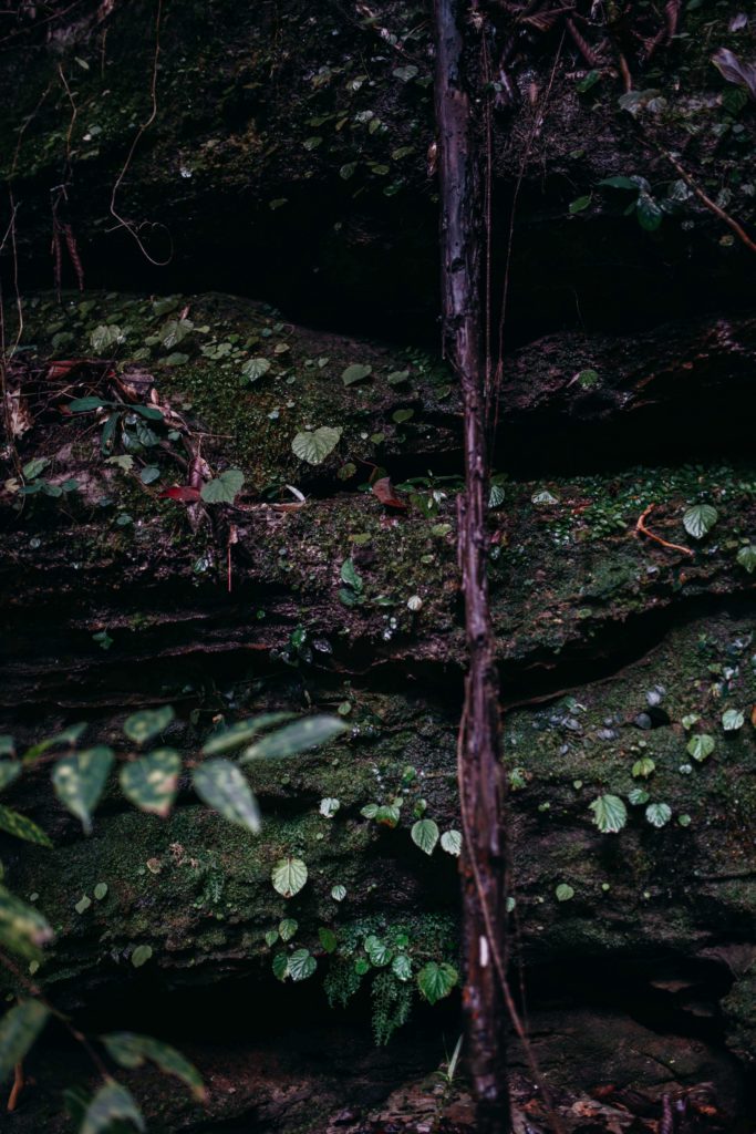 Végétation dans une forêt en Thaïlande