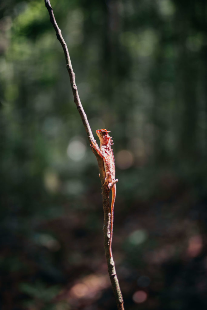 Iguane en Thaïlande