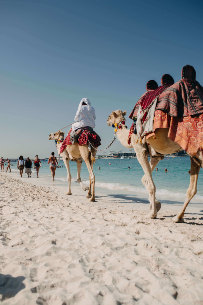 Chameaux au bord de la plage