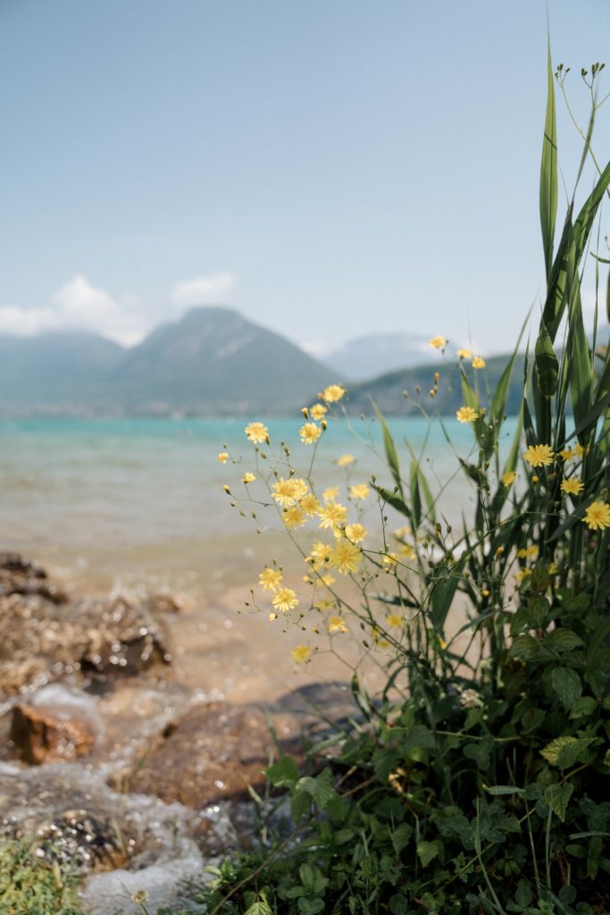 fleurs au bord du lac